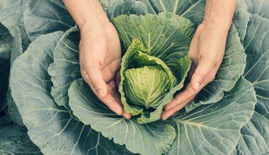 Cum se cultivă varza