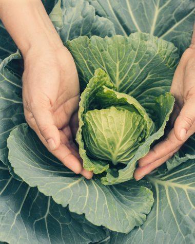 Cum se cultivă varza