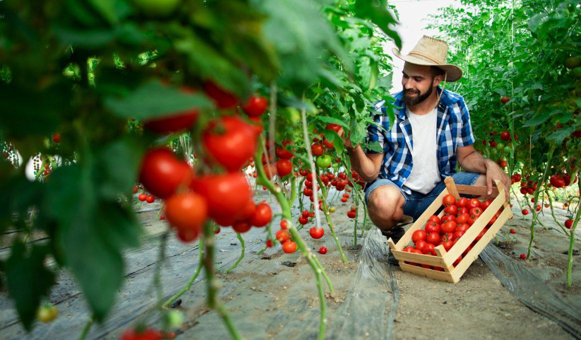 Cum să plantez roșii