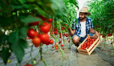 Cum să plantez roșii