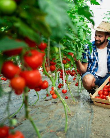 Cum să plantez roșii